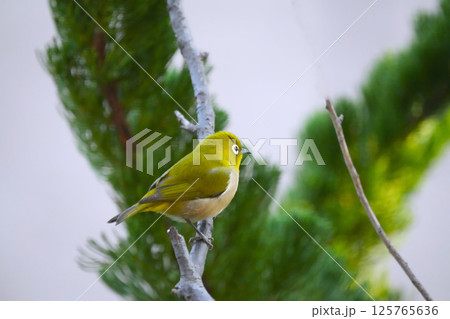 メジロ メジロ 125765636