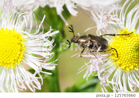 ハルジオンの花に止まるヒゲブトハナムグリ（オス） 125765660