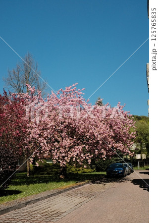 cherry blossom trees in full bloom lining suburban street under blue sky with residential buildings in spring season in europe 125765835