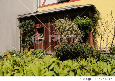 rustic wooden garden shed with climbing plants and green foliage in backyard against yellow house wall on sunny day. High quality photo 125765837