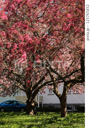 cherry blossom trees in full bloom lining suburban street under blue sky with residential buildings in spring season in europe cherry blossom trees in full bloom lining suburban street under blue sky with residential buildings in spring season in europe 125765852
