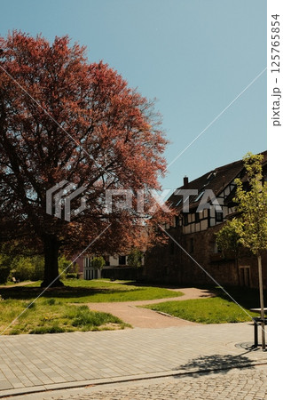 colorful cherry blossom and ornamental trees in full bloom in urban residential garden with bright blue sky in spring season. High quality photo 125765854