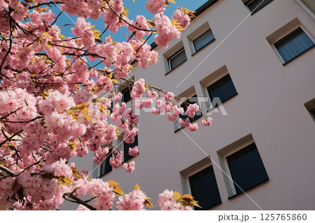 cherry blossom trees in full bloom lining suburban street under blue sky with residential buildings in spring season in europe 125765860