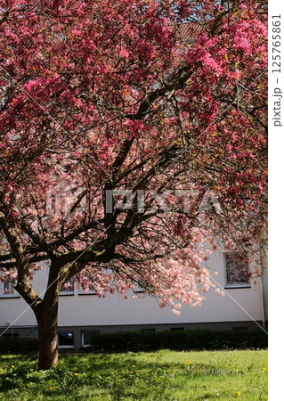 cherry blossom trees in full bloom lining suburban street under blue sky with residential buildings in spring season in europe cherry blossom trees in full bloom lining suburban street under blue sky with residential buildings in spring season in europe 125765861