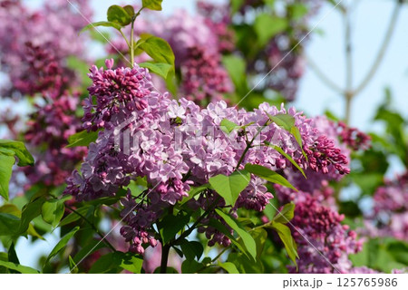 赤いライラックの花 125765986