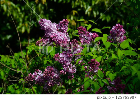紫色の花を付けた、リラの花　ライラック 125765987
