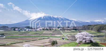 [岩手県]為内の一本桜と岩手山を望む 125766054