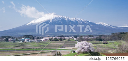 [岩手県]為内の一本桜と岩手山を望む 125766055