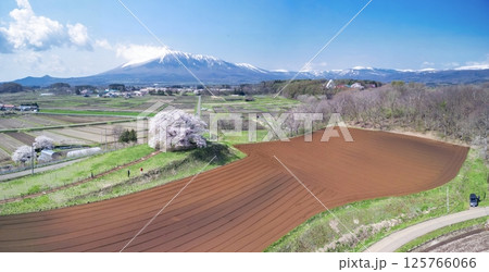[岩手県]為内の一本桜と岩手山を望む 125766066