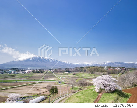 [岩手県]為内の一本桜と岩手山を望む 125766067