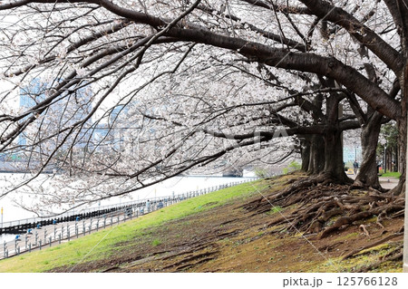 東京都市風景　石川島公園の桜 125766128