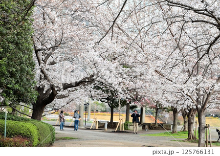 東京都市風景　石川島公園の桜 125766131