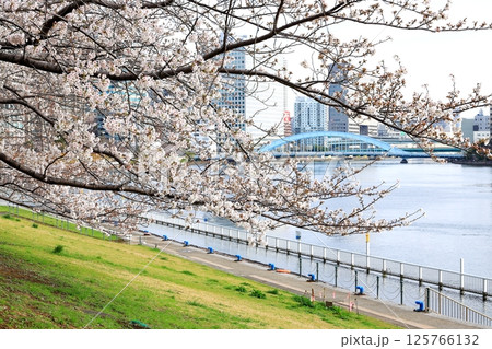 東京都市風景 石川島公園の桜 東京都市風景 石川島公園の桜 125766132