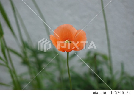 可愛いオレンジ色の一輪の花 125766173