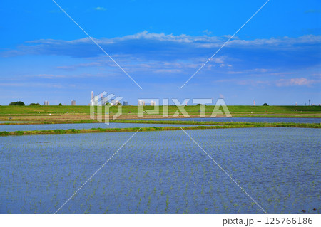 青空に映える早々の田植え　代搔き　西遊馬農耕地　田園風景　さいたま市　 125766186
