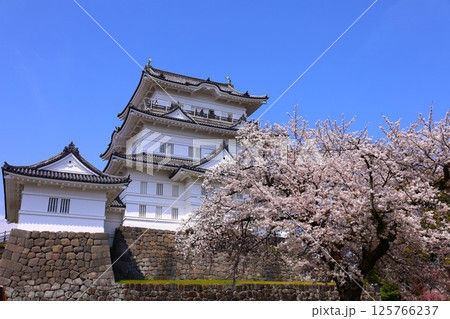 小田原城の天守閣と桜の春景色 125766237