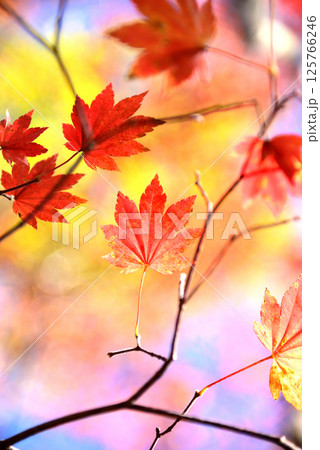 東京都鷹巣山の紅葉 東京都鷹巣山の紅葉 125766246