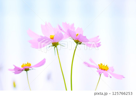 野に咲く可憐な花 野に咲く可憐な花 125766253