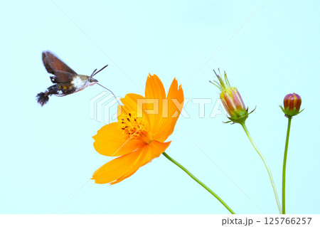 野に咲く可憐な花 野に咲く可憐な花 125766257