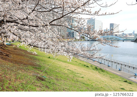 東京都市風景 石川島公園の桜 東京都市風景 石川島公園の桜 125766322