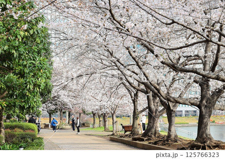 東京都市風景 石川島公園の桜 東京都市風景 石川島公園の桜 125766323