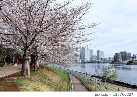 東京都市風景 石川島公園の桜 東京都市風景 石川島公園の桜 125766324