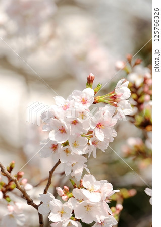 東京都市風景 石川島公園の桜 タテ位置 東京都市風景 石川島公園の桜 タテ位置 125766326