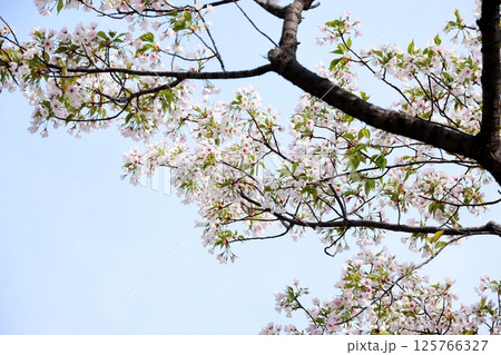 東京都市風景　石川島公園の桜 125766327