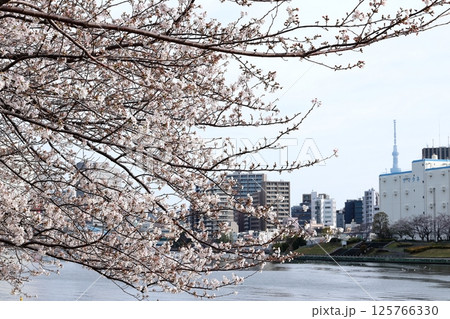 東京都市風景 石川島公園の桜 東京都市風景 石川島公園の桜 125766330