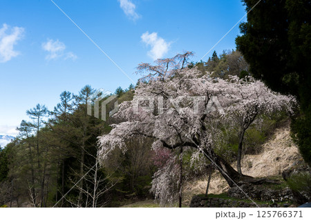 石垣の上に咲くしだれ桜　長野県　高山村 125766371