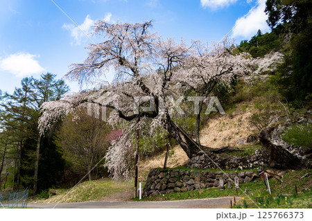 石垣の上に咲くしだれ桜　長野県　高山村 125766373