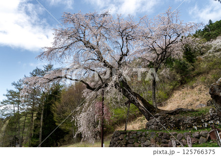 石垣の上に咲くしだれ桜 長野県 高山村 石垣の上に咲くしだれ桜 長野県 高山村 125766375