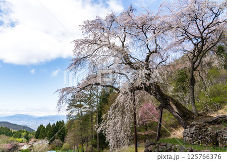 石垣の上に咲くしだれ桜 長野県 高山村 石垣の上に咲くしだれ桜 長野県 高山村 125766376