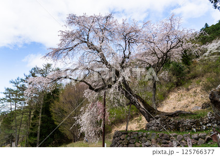 石垣の上に咲くしだれ桜　長野県　高山村 125766377