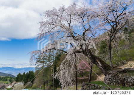 石垣の上に咲くしだれ桜　長野県　高山村 125766378