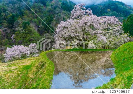 水田に映る駒つなぎの桜 長野県阿智村 水田に映る駒つなぎの桜 長野県阿智村 125766637