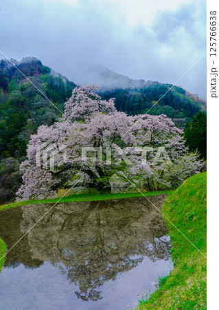 水田に映る駒つなぎの桜　長野県阿智村 125766638