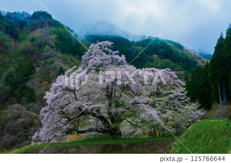 水田に映る駒つなぎの桜　長野県阿智村 125766644