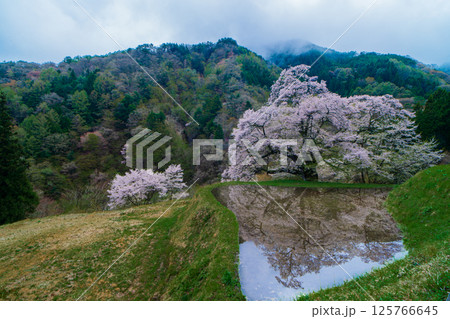 水田に映る駒つなぎの桜　長野県阿智村 125766645