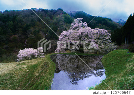 水田に映る駒つなぎの桜　長野県阿智村 125766647