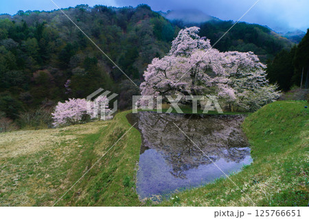 水田に映る駒つなぎの桜 長野県阿智村 水田に映る駒つなぎの桜 長野県阿智村 125766651