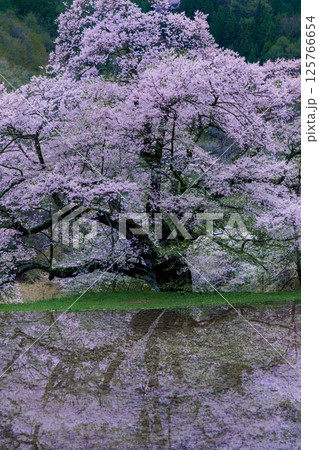 水田に映る駒つなぎの桜　長野県阿智村 125766654