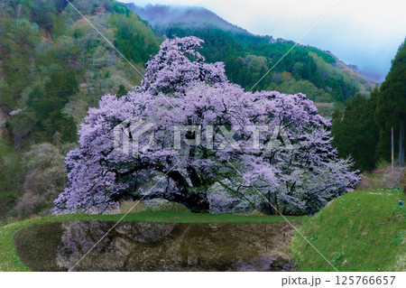 水田に映る駒つなぎの桜 長野県阿智村 水田に映る駒つなぎの桜 長野県阿智村 125766657