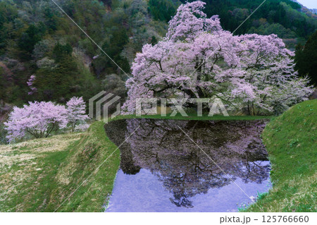 水田に映る駒つなぎの桜 長野県阿智村 水田に映る駒つなぎの桜 長野県阿智村 125766660