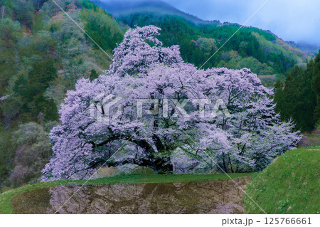 水田に映る駒つなぎの桜　長野県阿智村 125766661