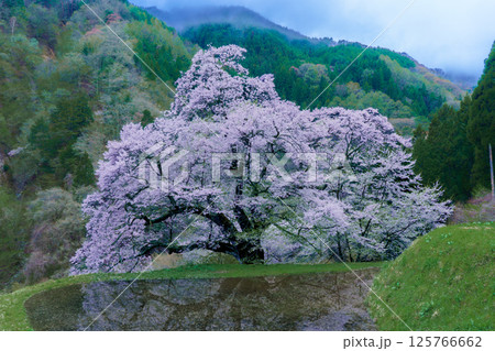 水田に映る駒つなぎの桜 長野県阿智村 水田に映る駒つなぎの桜 長野県阿智村 125766662