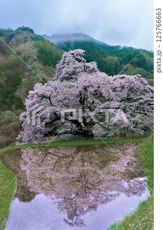 水田に映る駒つなぎの桜 長野県阿智村 水田に映る駒つなぎの桜 長野県阿智村 125766663