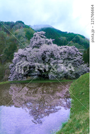 水田に映る駒つなぎの桜　長野県阿智村 125766664