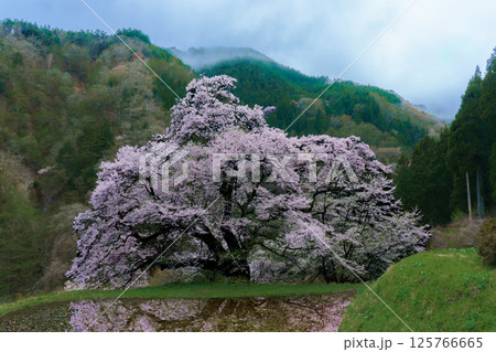 水田に映る駒つなぎの桜　長野県阿智村 125766665