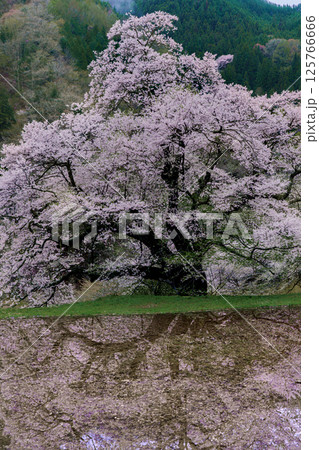 水田に映る駒つなぎの桜 長野県阿智村 水田に映る駒つなぎの桜 長野県阿智村 125766666